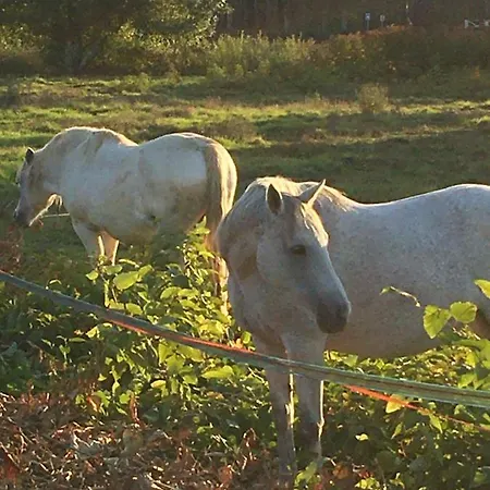 Orget Проживание в семье